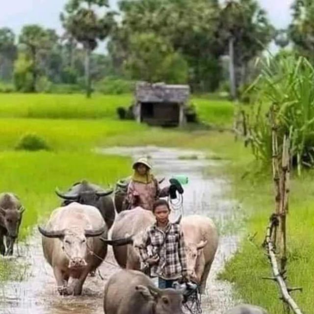 A day tour through Battambang/Local area and landmarks - Sunset Views, Monastery, Monkeys, and Photos From The Top