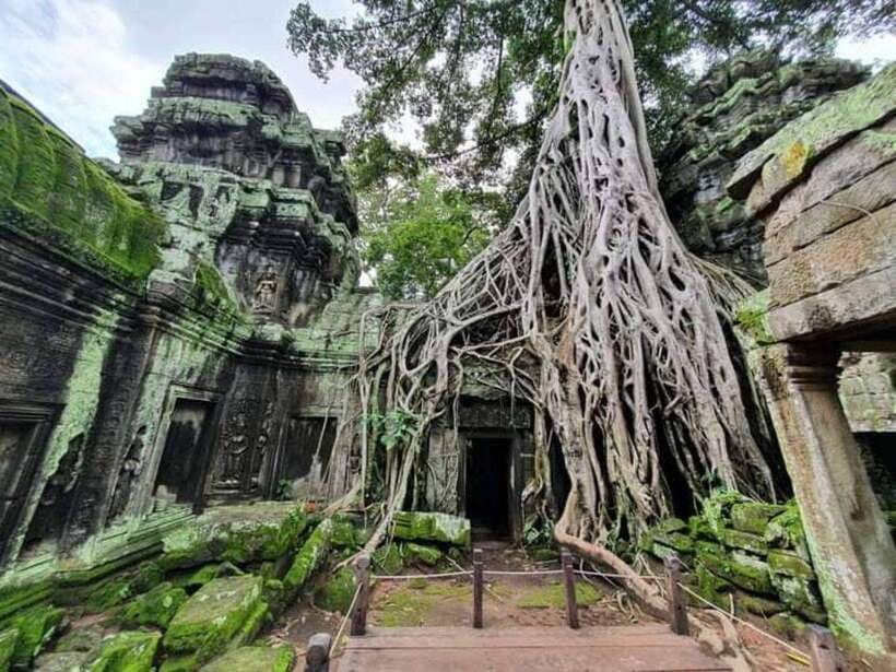 Angkor Cycling Tour - Ta Prohm, the “Tomb Raider” temple, where roots take over the frame