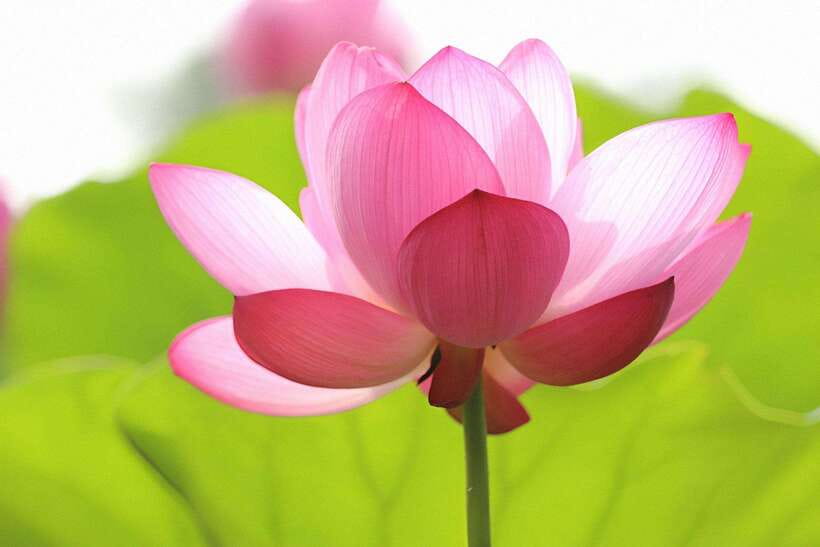 Angkor Silk Farm & Lotus Silk Farm: Siem Reap Discovery Tour - Who should do Angkor Silk and Lotus Silk, and who might skip