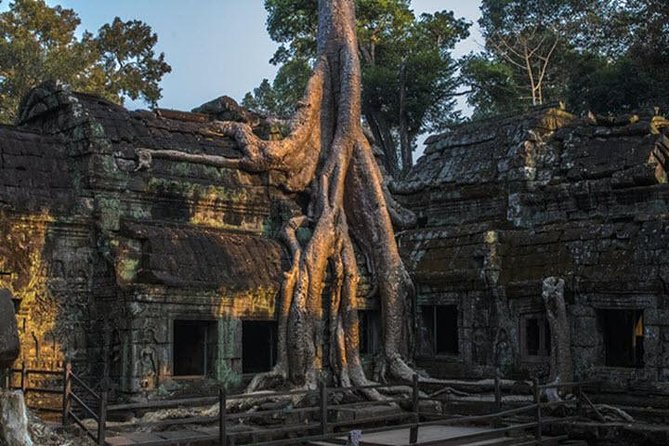 Angkor Wat highlight Tour From Sunrise -Small Group - Ta Prohm in the Jungle: The Most Atmospheric Stretch