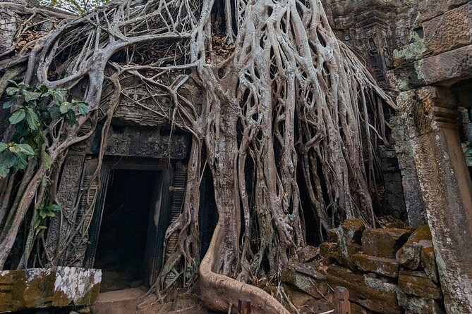Angkor Wat Private Tuk-Tuk Tour (sunrise Option) & more - Ta Prohm: When Nature Reclaims the Stone