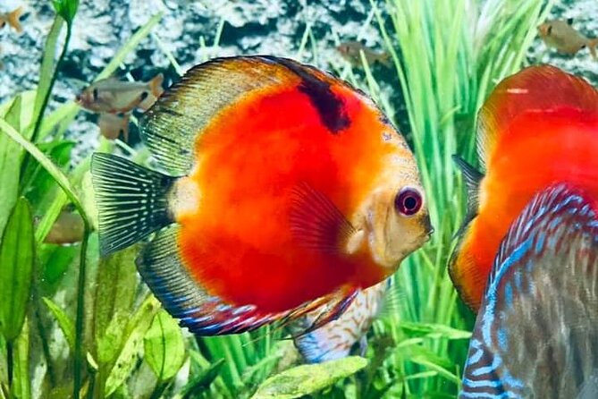 Angkor Wildlife & Aquarium Halfday tour - Key points to know before you go