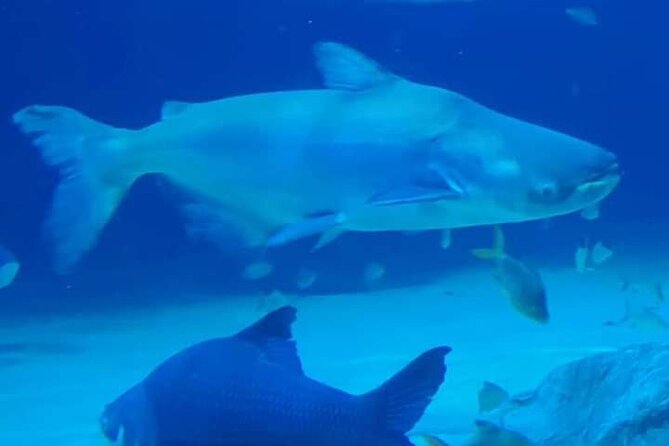 Angkor Wildlife & Aquarium Halfday tour - A half-day plan for animal lovers in Siem Reap