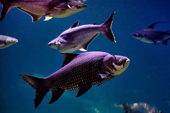 Angkor Wildlife & Aquarium Halfday tour - Wildlife exhibits: sun bears, tigers, snakes, and reptiles