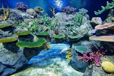 Angkor Wildlife & Aquarium Halfday tour