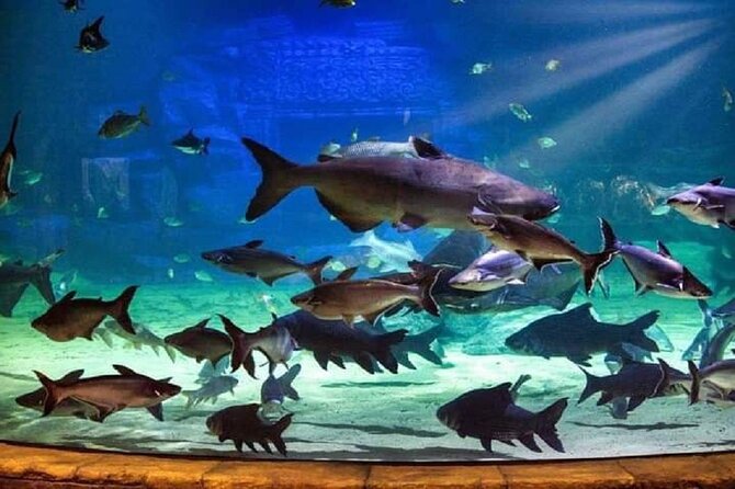 Angkor Wildlife & Aquarium Halfday tour - Should you book this Angkor Wildlife & Aquarium Halfday Tour?