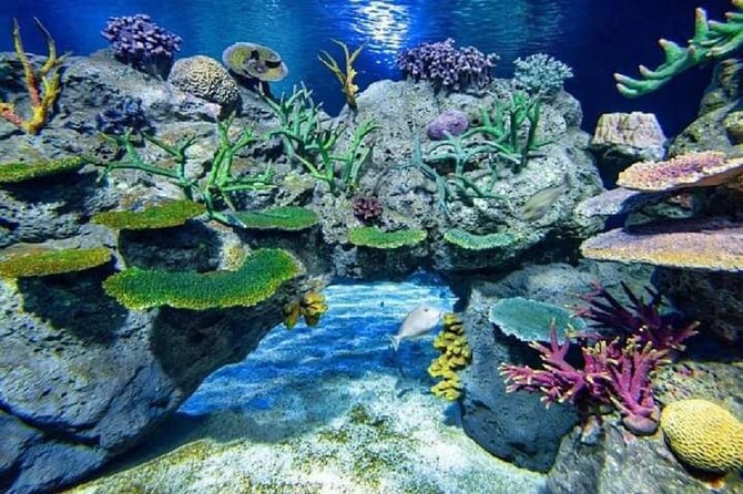 Angkor Wildlife & Aquarium Halfday tour - Getting to Angkor Wildlife & Aquarium smoothly