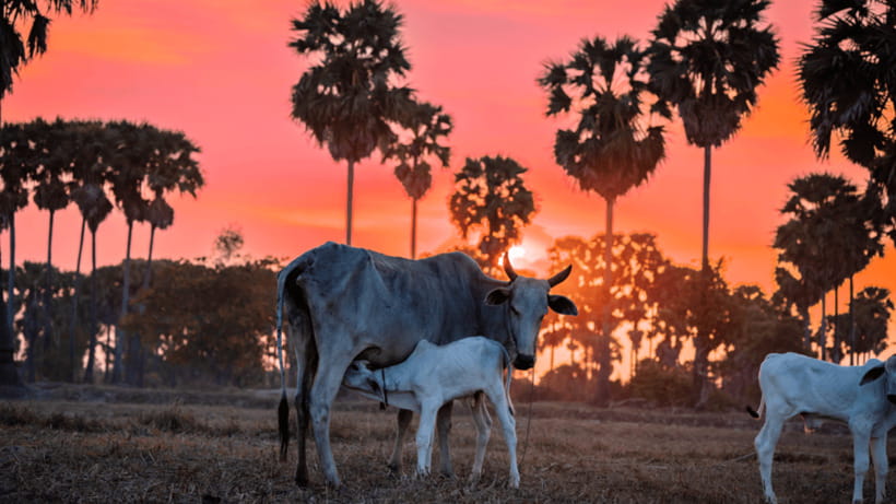 Authentic Siem Reap: Tuk Tuk Countryside and Sunset Tour - Wat stops and quick shopping: brief, but useful context