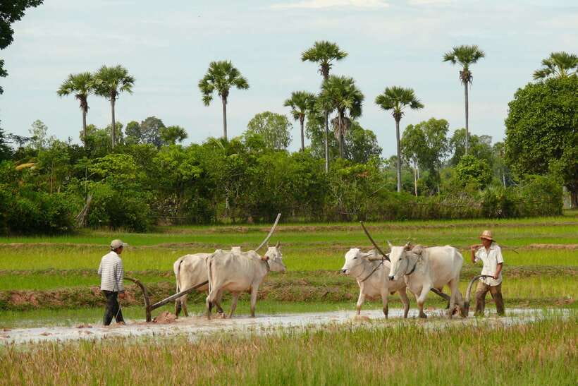 Back to Basics: Siem Reap Village Tour in Cambodia - From 9:00 AM pickup to the village gate, this drive sets the tone