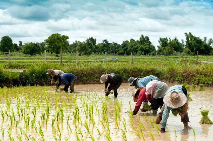 Back to Basics: Village Life Tour from Siem Reap - Village Life with an Insider Guide: the Hong and Tong effect