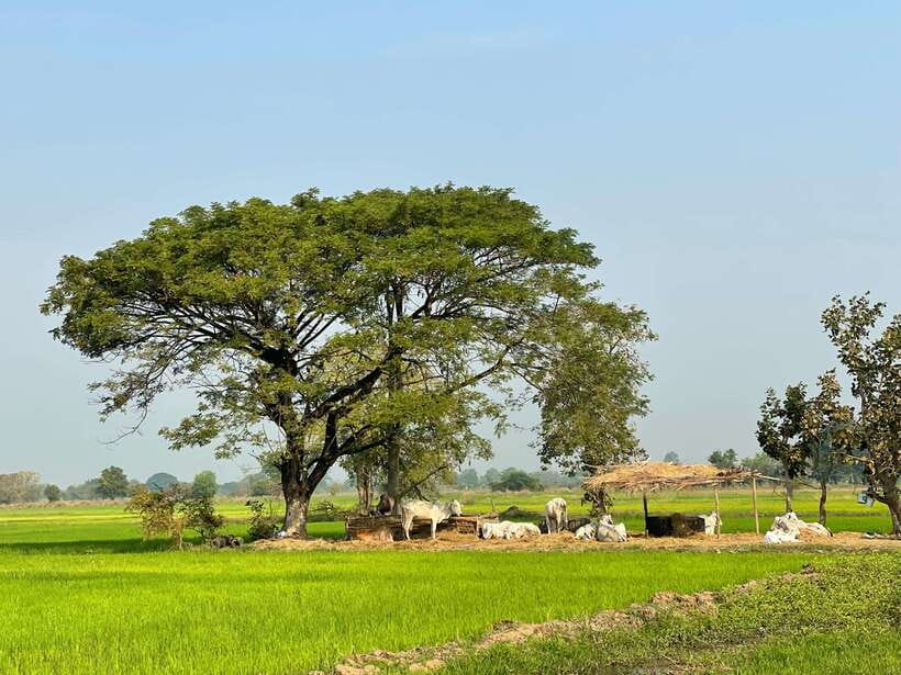 Battambang: Bamboo Train, Bat Cave and Killing Cave Tour - Key things that make this tour worth your time