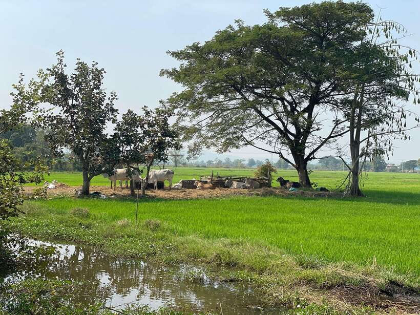 Battambang: Bamboo Train, Bat Cave and Killing Cave Tour - Bamboo train ride: budget the extra $5 and enjoy the rhythm