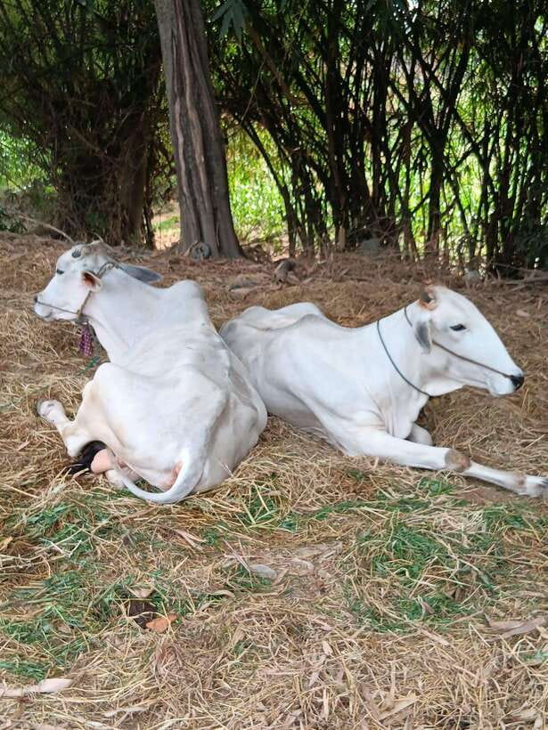 Battambang Private Full-Day Tour - Samrong Knong Killing Field: history you can actually track with your eyes