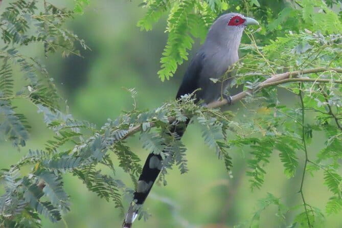 Beyond The Oudong Temple and Birdwatching in Phnom Penh - A 5:30 to 6:00 am start that makes the birding work