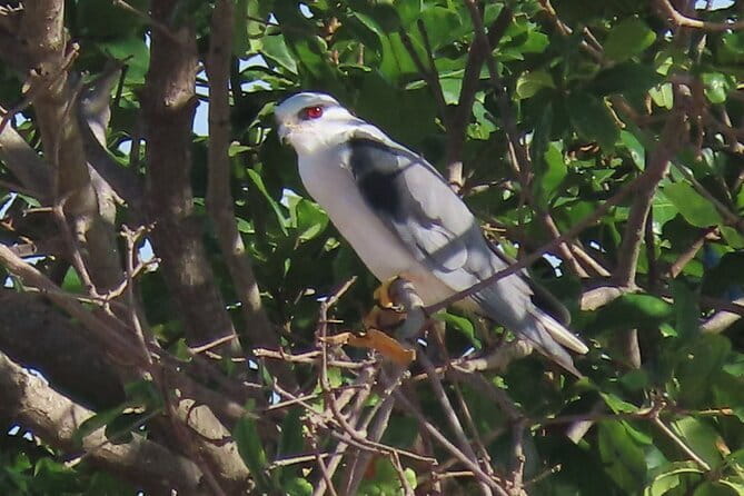 Beyond The Oudong Temple and Birdwatching in Phnom Penh - Return to Phnom Penh around 3 or 4 pm