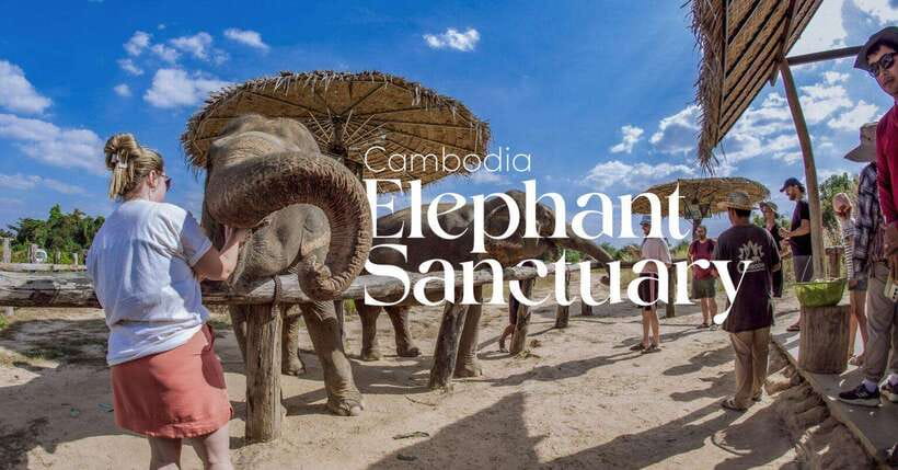 Cambodia Elephant Sanctuary and Banteay Srey Temple Tour - Banteay Srei Citadel of Women: pink stone carvings and a temple that rewards focus