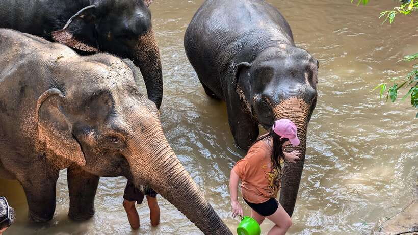 Cambodia Elephant Sanctuary Include Hotel Transfer Roundtrip - Key Things You’ll Remember From This Sanctuary Visit
