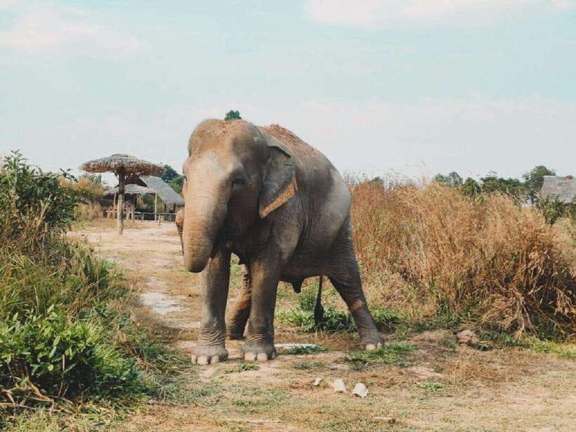 Cambodia Elephant Sanctuary Include Hotel Transfer Roundtrip - Why This Elephant Sanctuary Visit Feels Different in Siem Reap
