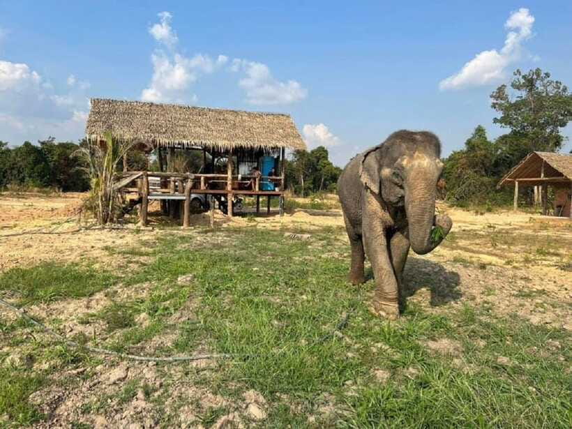 Cambodia Elephant Sanctuary Include Hotel Transfer Roundtrip - The Elephant Cooking Activity, What You Actually Do