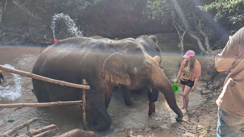 Cambodia Elephant Sanctuary Include Hotel Transfer Roundtrip - What the Stops Feel Like, From Pickup to Return