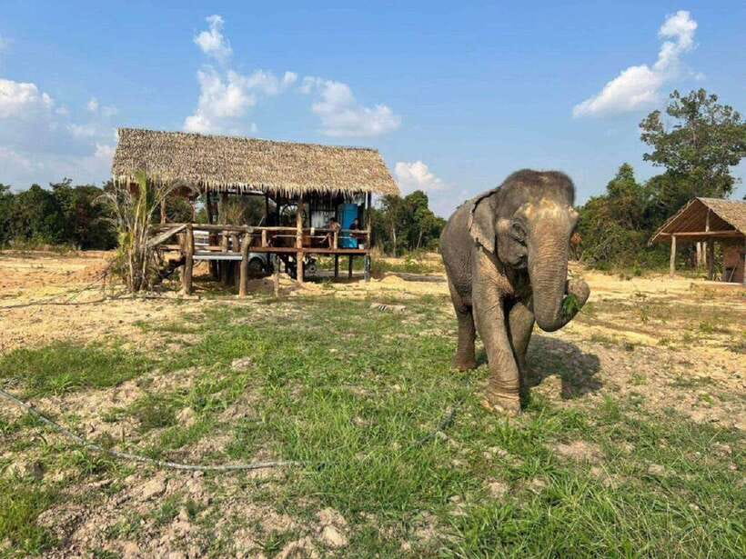 Cambodia Elephant Sanctuary Include Hotel Transfer Roundtrip - Hotel Pickup, Easy Timing, and the Small-Group Advantage
