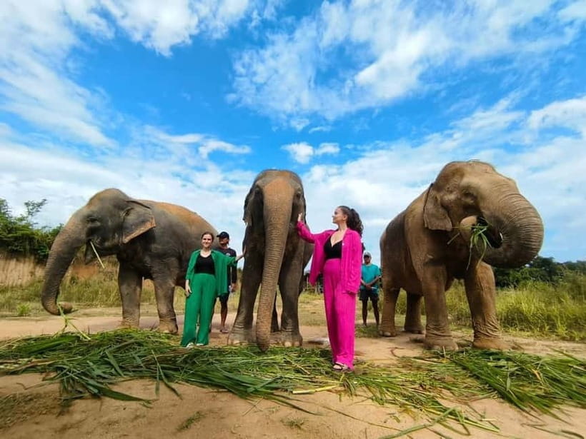 Cambodia Elephants Haft Day Experiences from Siem Reap - Cows for Cambodia Farm, plus a viewpoint stop