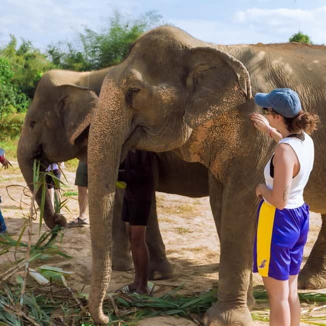 Cambodia Elephants Haft Day Experiences from Siem Reap - The sanctuary intro that sets expectations