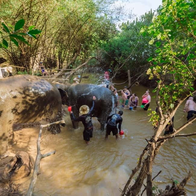 Cambodia Elephants Haft Day Experiences from Siem Reap - Mud bath time: watching natural behavior up close