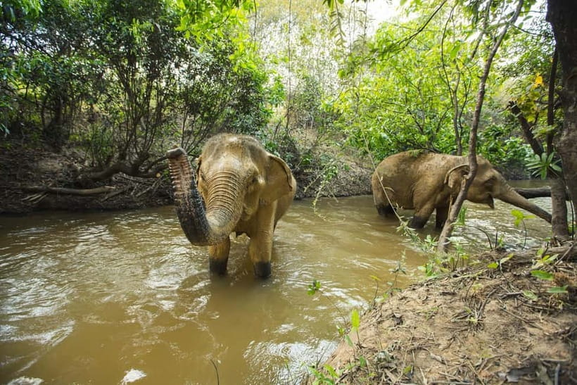 Cambodia Elephants Haft Day Experiences from Siem Reap - Relaxation with seasonal fruits and sanctuary downtime