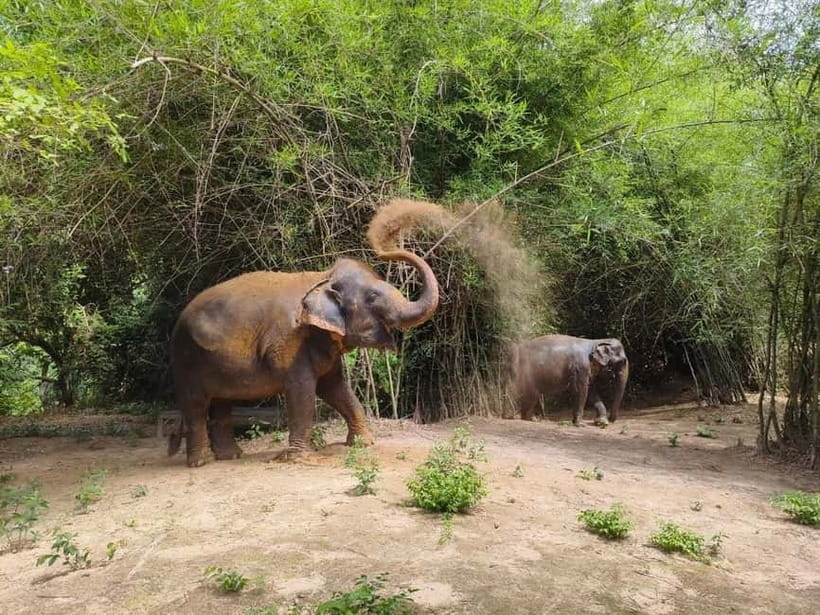 Cambodia Elephants Haft Day Experiences from Siem Reap - Getting from Siem Reap to the elephant area without stress