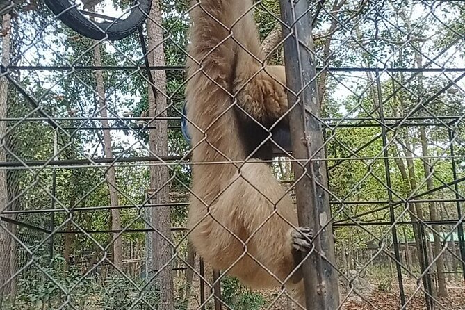 Cambodia Wildlife Sanctuary and Countryside Tour - Phnom Tamao Wildlife Rescue Centre: behind the scenes at a big site
