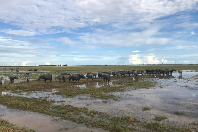 Cambodian Village Life Tour with Lady Tuk Tuk & Local Guide - Duck Farm Stop in Siem Reap Province: Buffaloes, Birds, and Small Wildlife Moments