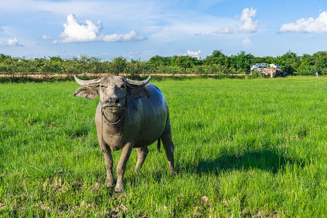 Countryside Sunset Jeep Tour with Drinks included - Phnom Krom Rice Fields: Photos, Drinks, and Sunset Timing