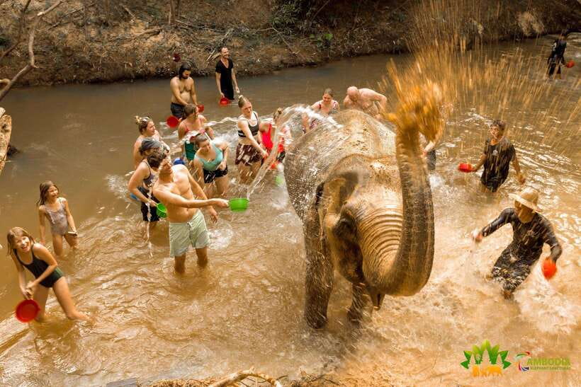 Elephant Sanctuary Cambodia, Pickup and drop off included - Key highlights you will care about
