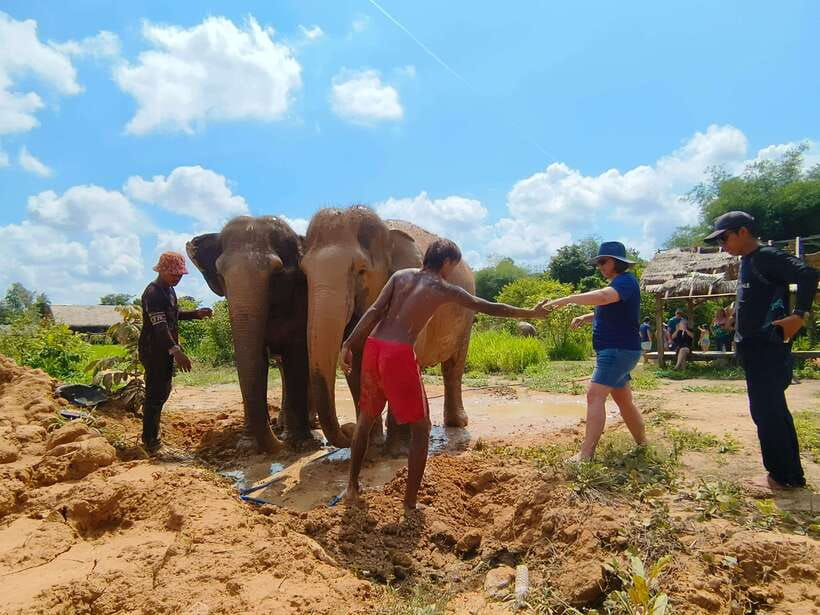 Elephant Sanctuary Cambodia, Pickup and drop off included - Pond and River Bathing: The Best Photos Happen While You Stay Safe