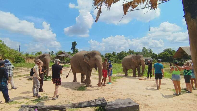 From Siem Reap: Elephant Sanctuary Experience with Transfers - Who this sanctuary experience is best for