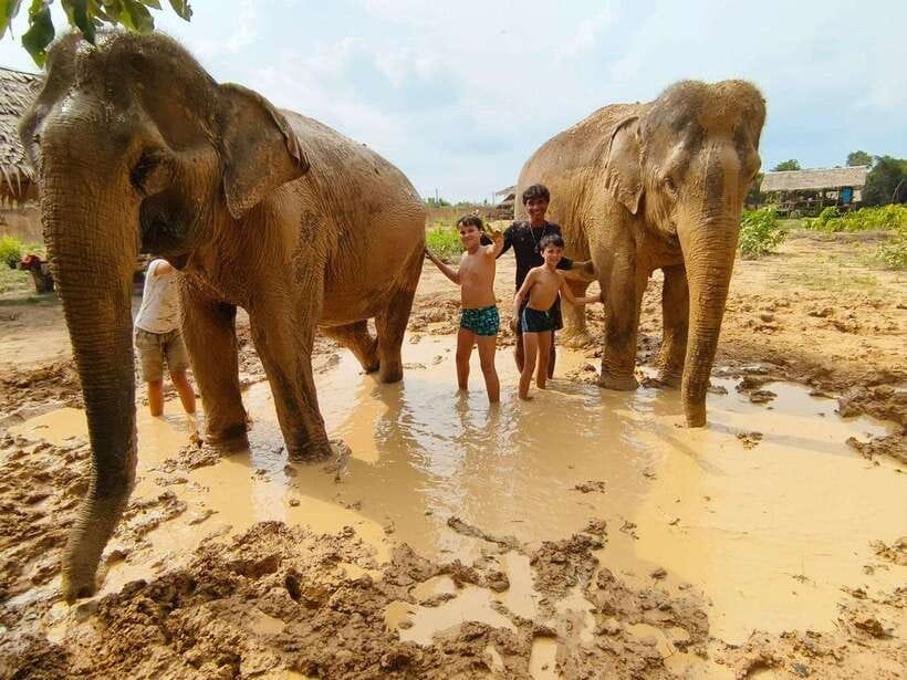From Siem Reap: Elephant Sanctuary Experience with Transfers - The elephants choose the day, and you learn to watch instead