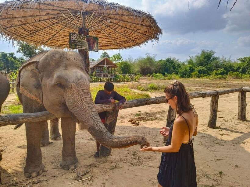 From Siem Reap: Elephant Sanctuary Experience with Transfers - Mud bath time: fun, messy, and only if the elephants want it