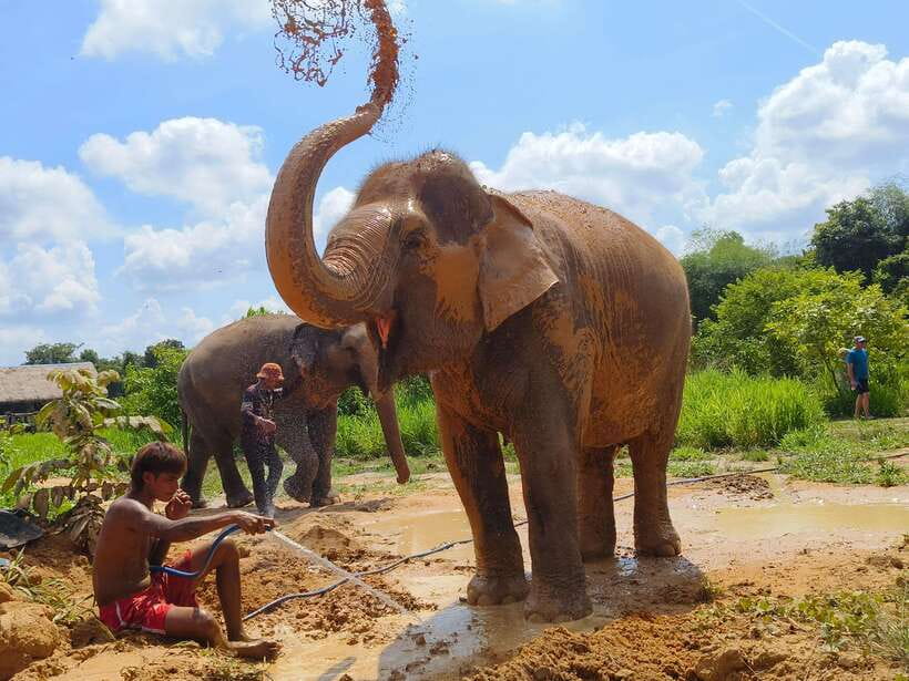 From Siem Reap: Elephant Sanctuary Experience with Transfers - Why the $69 price feels fair for what you actually do