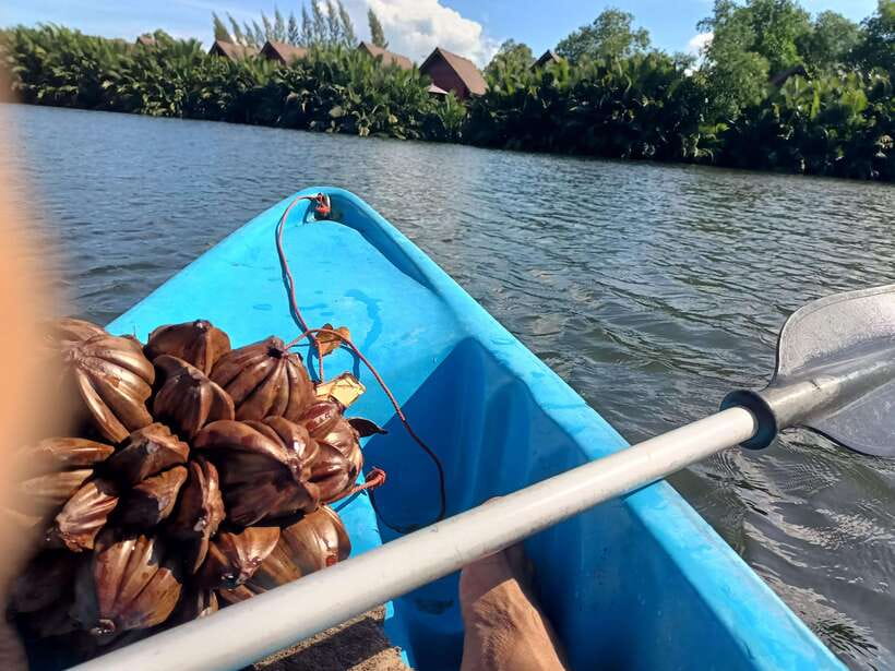 Green Cathedral Kayaking Journey & Reflection River View - The Nipa palm loop: what paddling through the jungle feels like