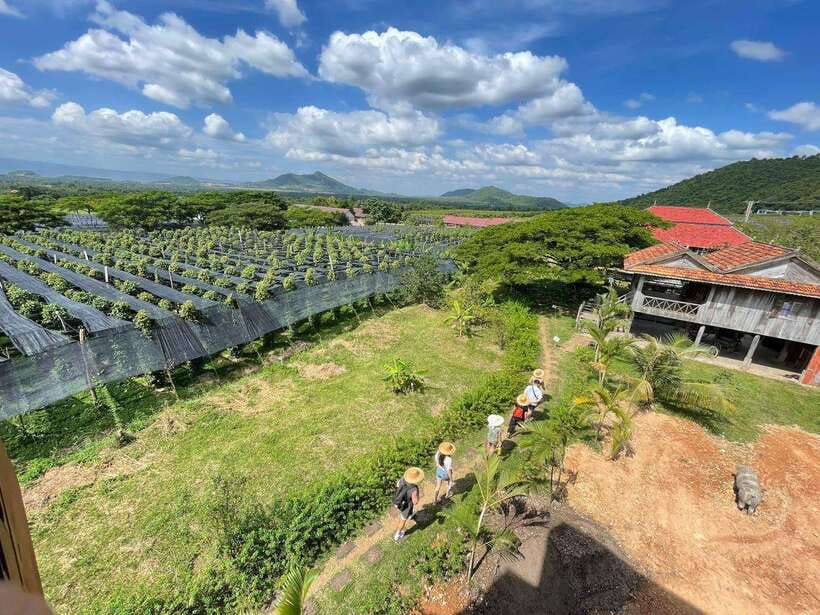 Kampot Pepper Farm, Salt Fields, Crab Market from Phnom Penh - La Plantation organic pepper farm: what makes Kampot pepper worth the hype
