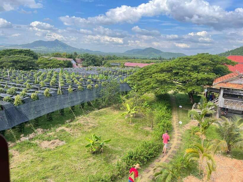 Kampot Pepper Farm, Salt Fields, Crab Market from Phnom Penh - What’s included, what to plan for, and how to pack smart