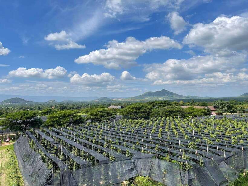 Kampot Pepper Farm, Salt Fields, Crab Market from Phnom Penh - Price and value: is $87 per person a fair trade?