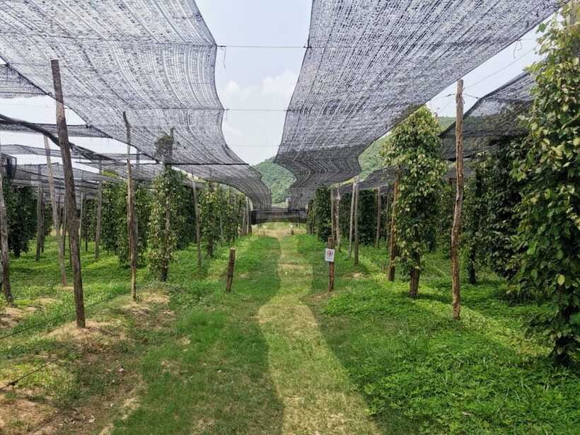 Kampot Pepper Farm Tour: Salt Fields, La Plantation & Cave - Price and value: what $21 gets you in the real world