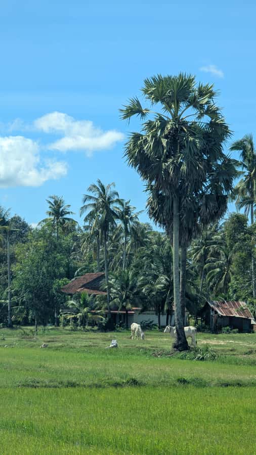 Kampot Private Tour: Pepper Farm, Salt Field & Secret Lake - Key highlights you will feel right away