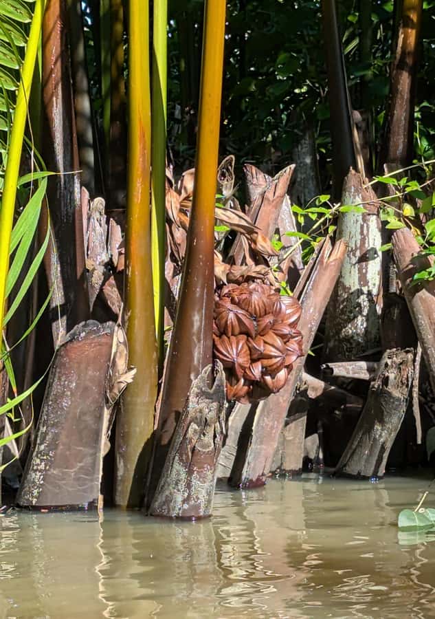 Kampot's Countryside & Kayak Tour, Pepper Farm include Lunch - Who this tour is best for, and who should skip it