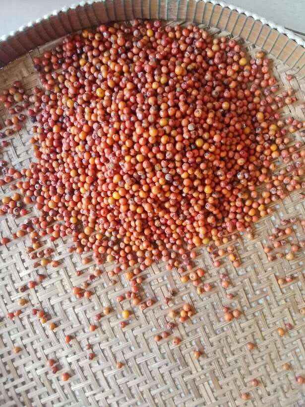 Kampot: Tuk Tuk Trip to Pepper Farm, Kep, Crab Market & More - Phnom Chhngok cave and the Secret Lake tie-in