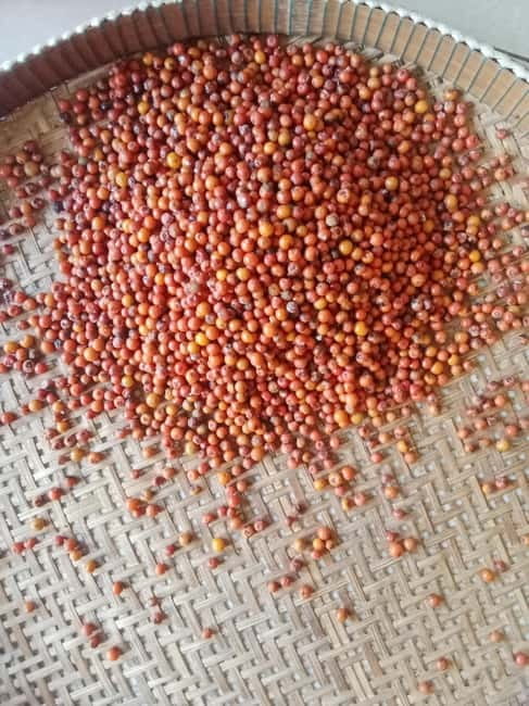 Kep: Discover kampot pepper farm/lake & Salt fields...more - Kayaking on narrow Kampot river arms: mangroves, fruit trees, and wildlife talk