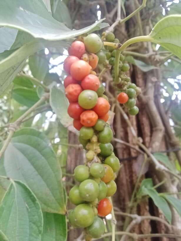 Kep town: Local tuk tuk to Countryside & Pepper farm - Pepper Farm And Kampot Pepper Testing: The Scent Test
