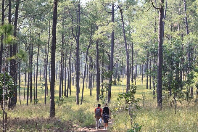 Kirirom National Park Private Day Tour from Phnom Penh - Chambok Community and the 30-minute forest walk to the waterfall